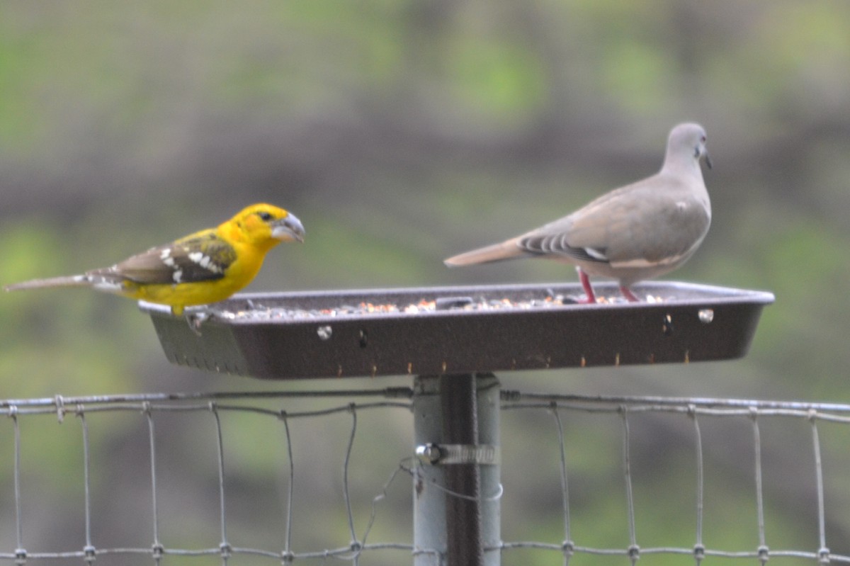 Yellow Grosbeak - ML147946851