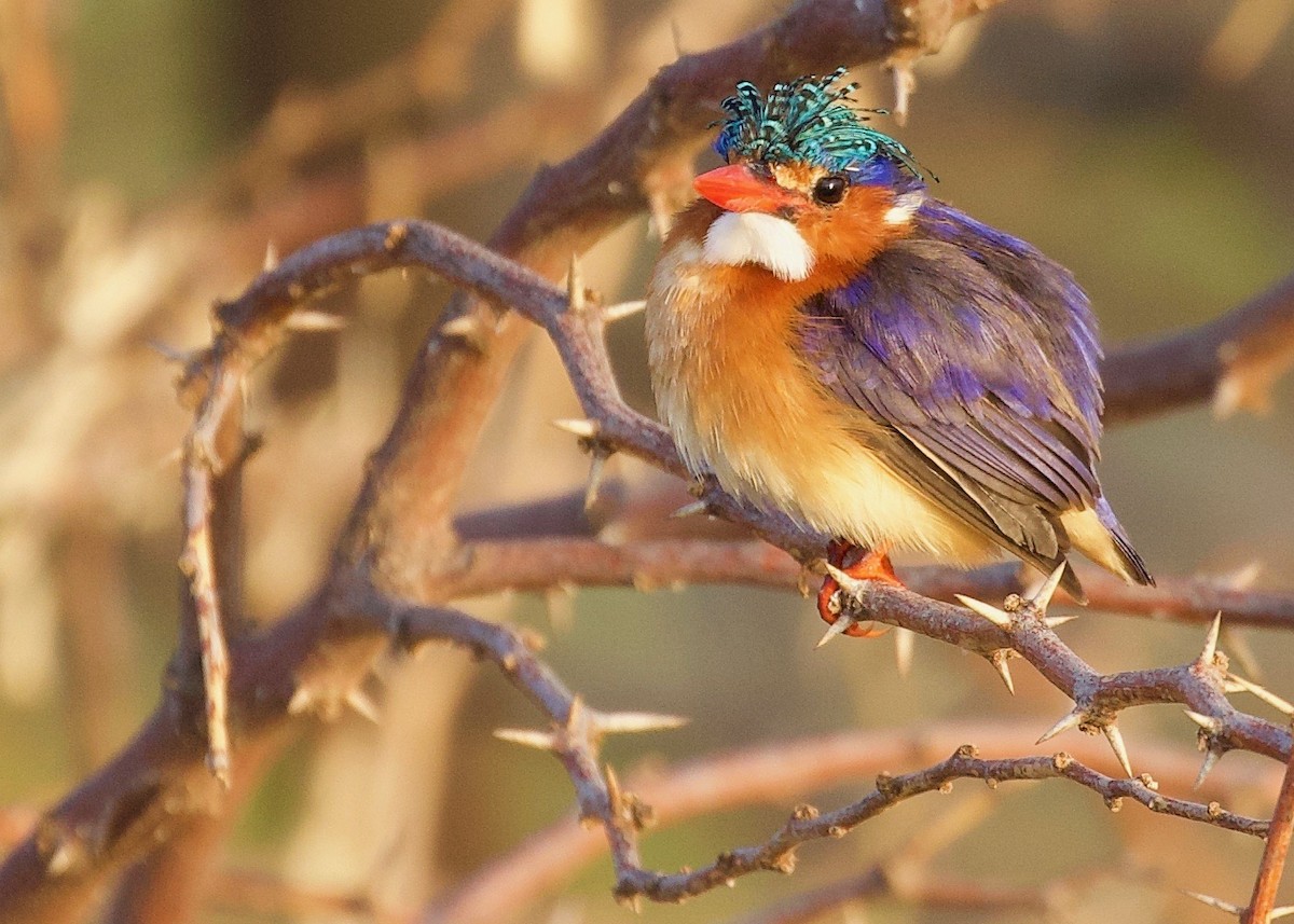 Malachite Kingfisher - Rachel Lawrence