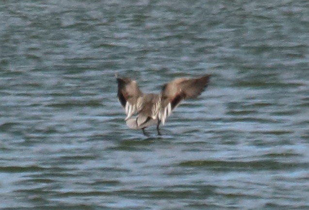 Gadwall x Northern Pintail (hybrid) - ML147949901