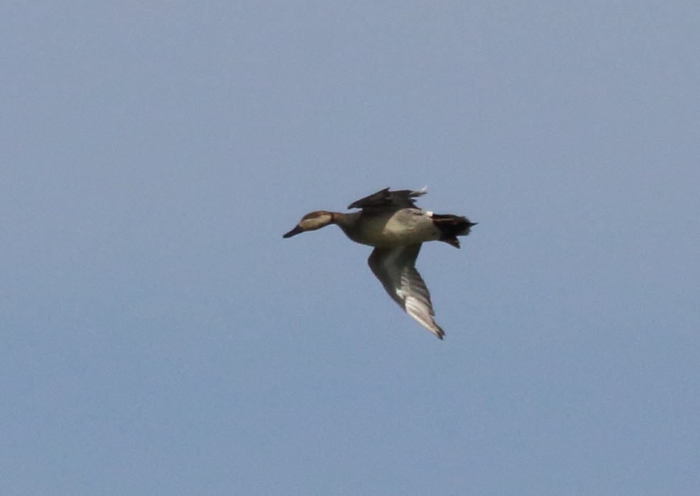 Gadwall x Northern Pintail (hybrid) - ML147949911