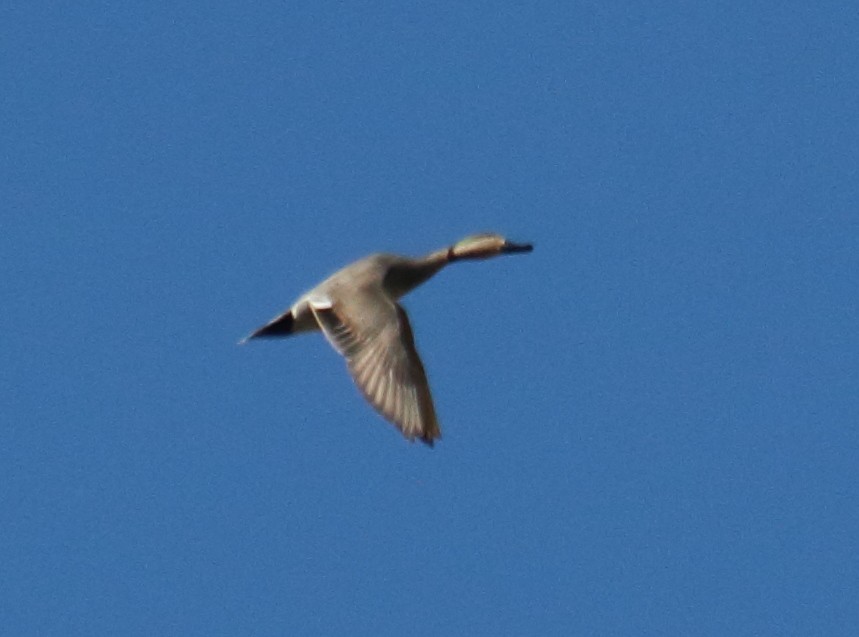 Gadwall x Northern Pintail (hybrid) - ML147949931