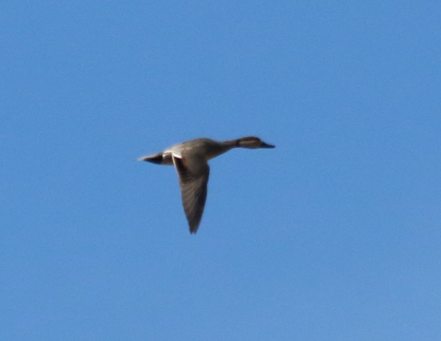 Gadwall x Northern Pintail (hybrid) - ML147949971