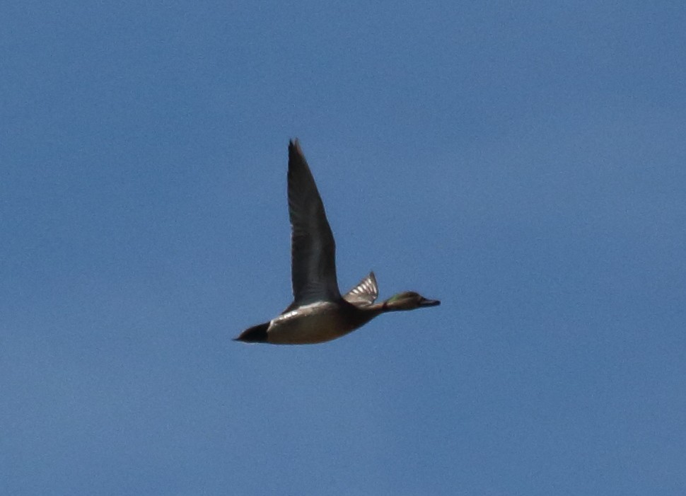 Gadwall x Northern Pintail (hybrid) - ML147949991