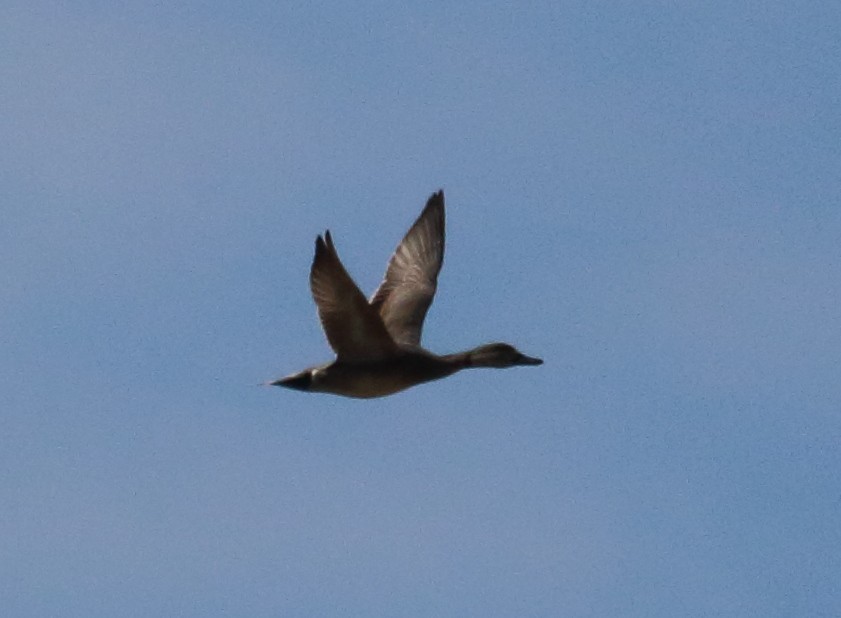 Gadwall x Northern Pintail (hybrid) - Anonymous eDipper