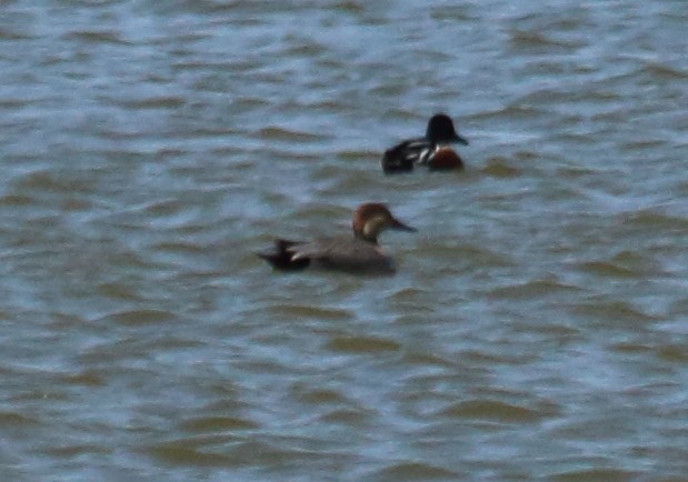 Gadwall x Northern Pintail (hybrid) - ML147950011