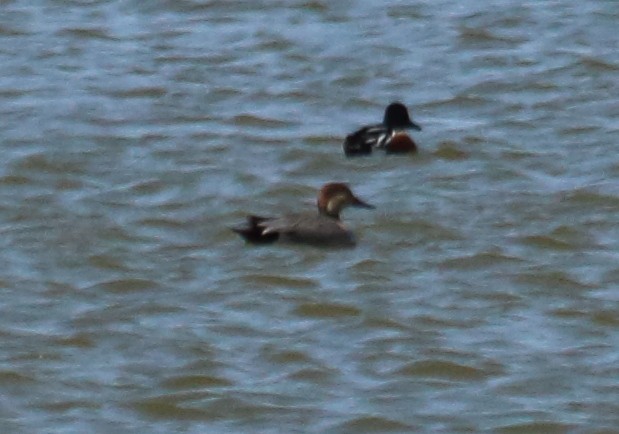 Gadwall x Northern Pintail (hybrid) - ML147950011