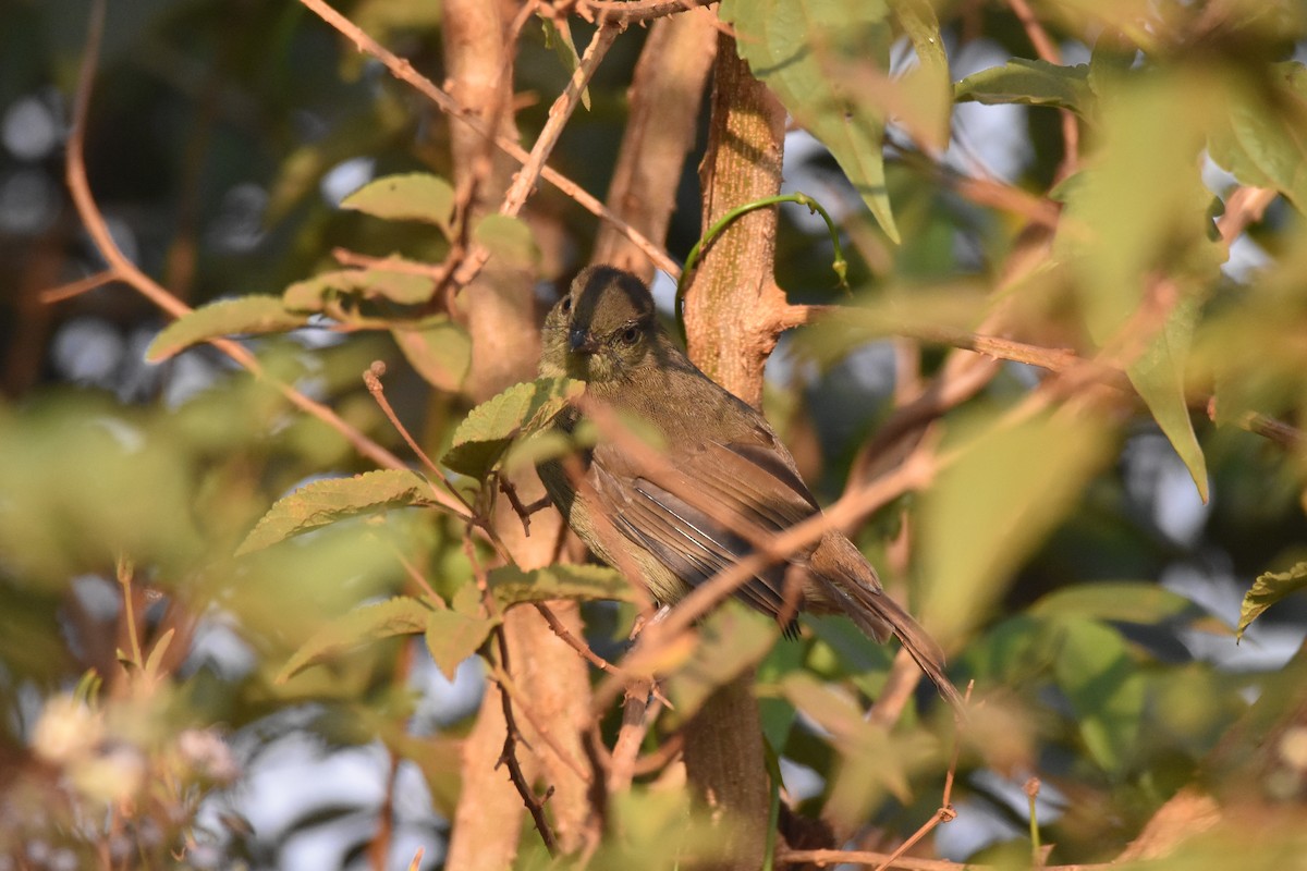 passerine sp. - Santiago Caballero Carrera