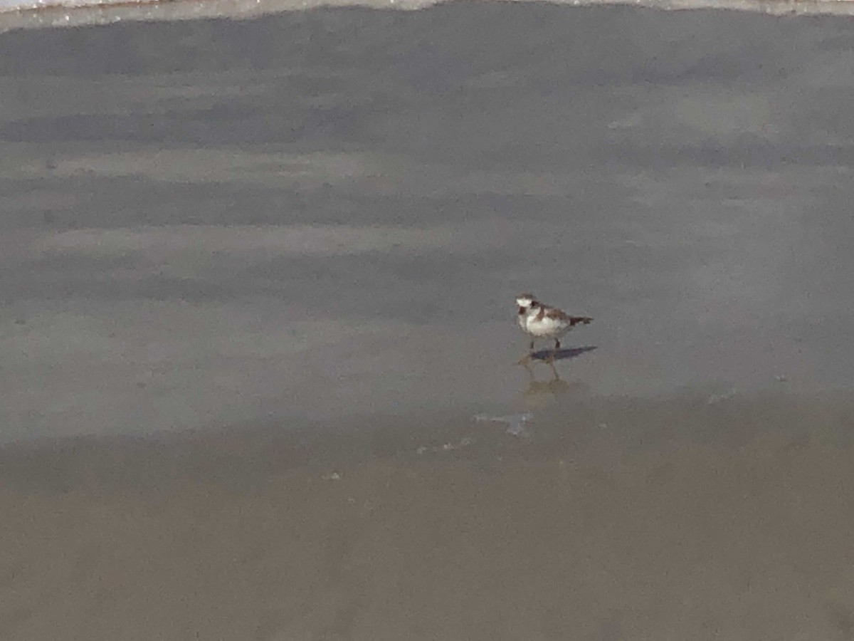 Piping Plover - ML147950761