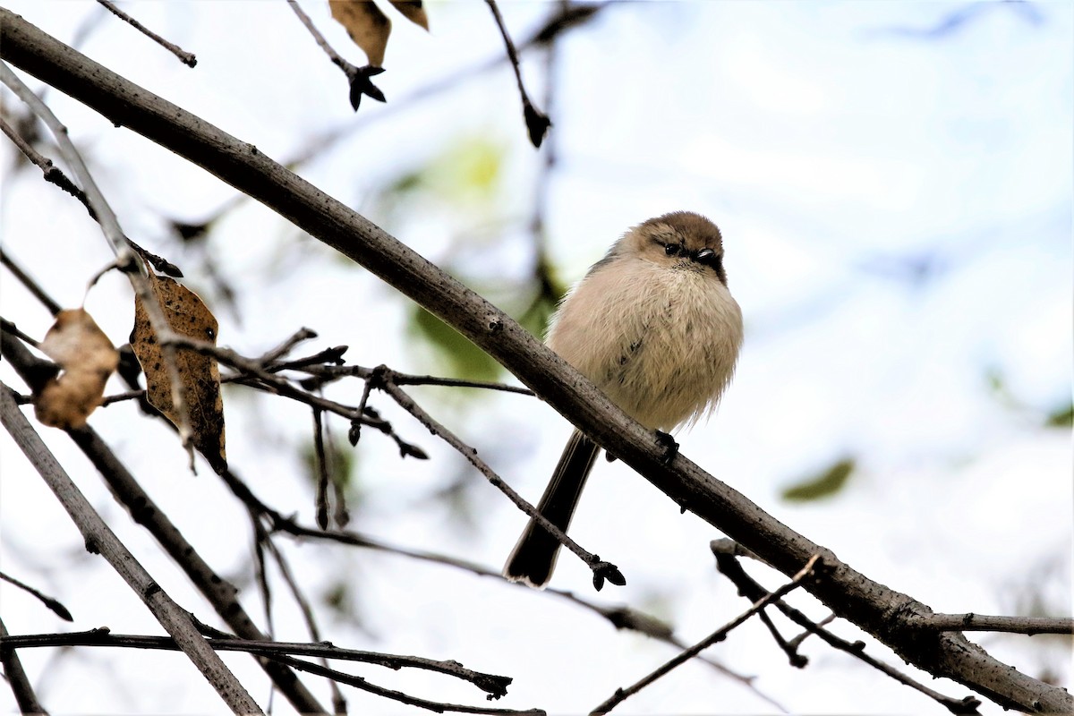 Bushtit - Dan Tankersley