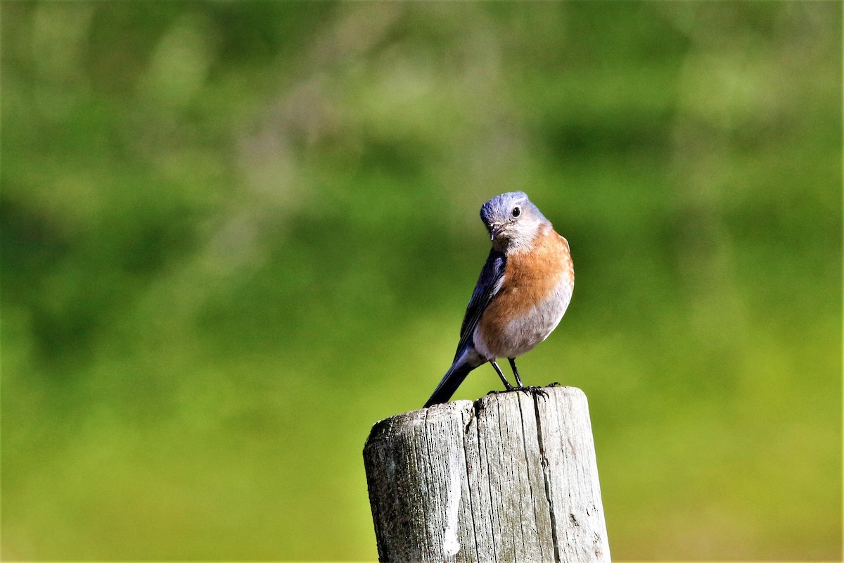 Western Bluebird - Dan Tankersley