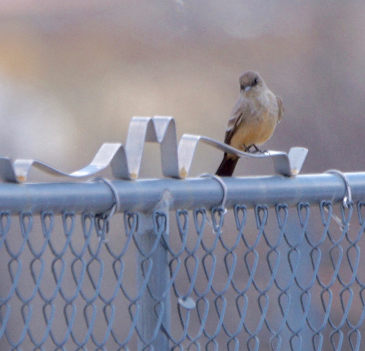 Say's Phoebe - ML147951231