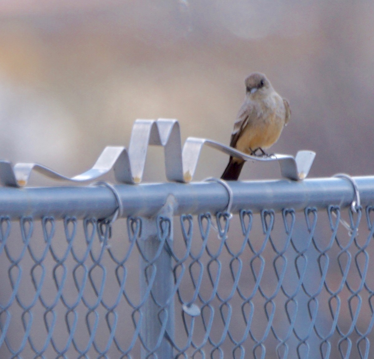 Say's Phoebe - Byron Hukee