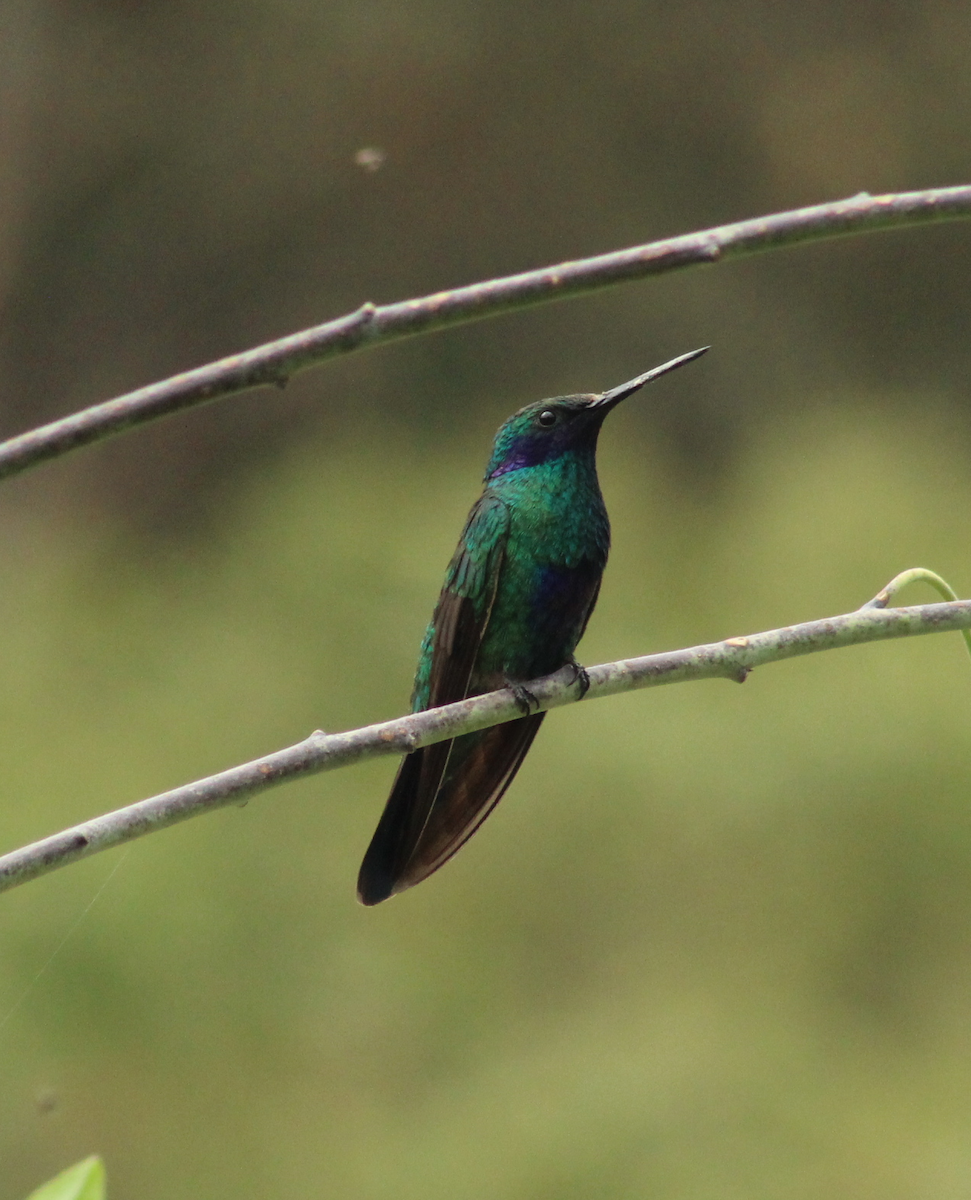 Colibrí Rutilante - ML147952671