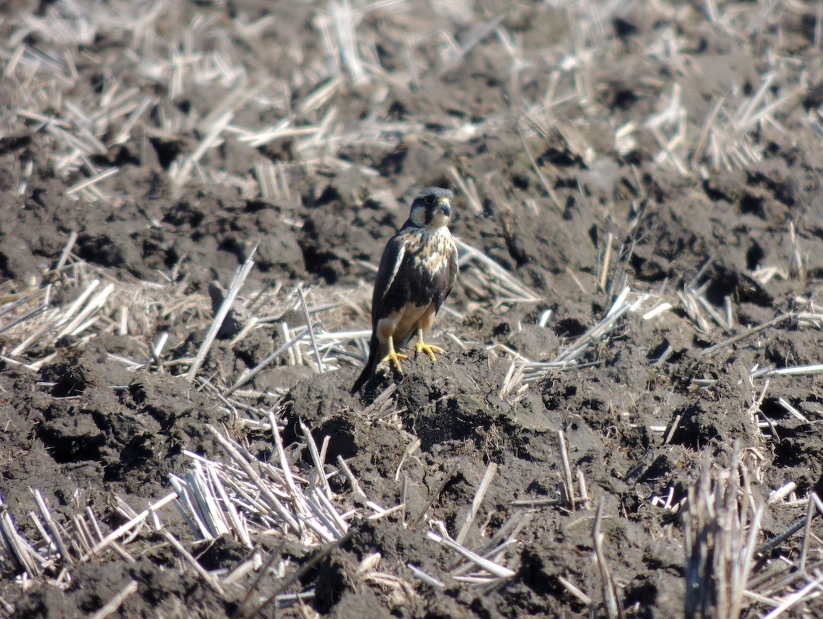 Aplomado Falcon - Gonzalo Diaz