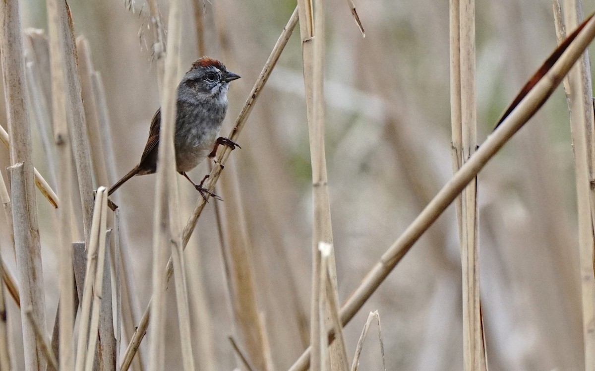 Swamp Sparrow - ML147953651