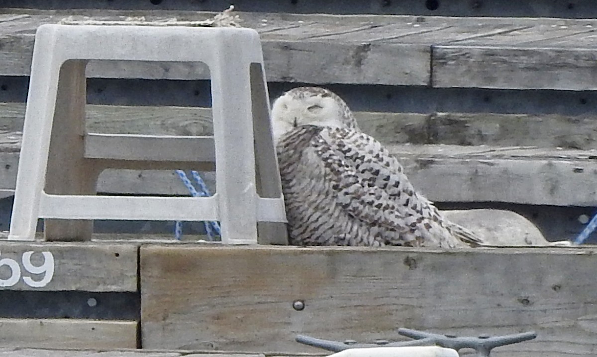 Snowy Owl - ML147954351