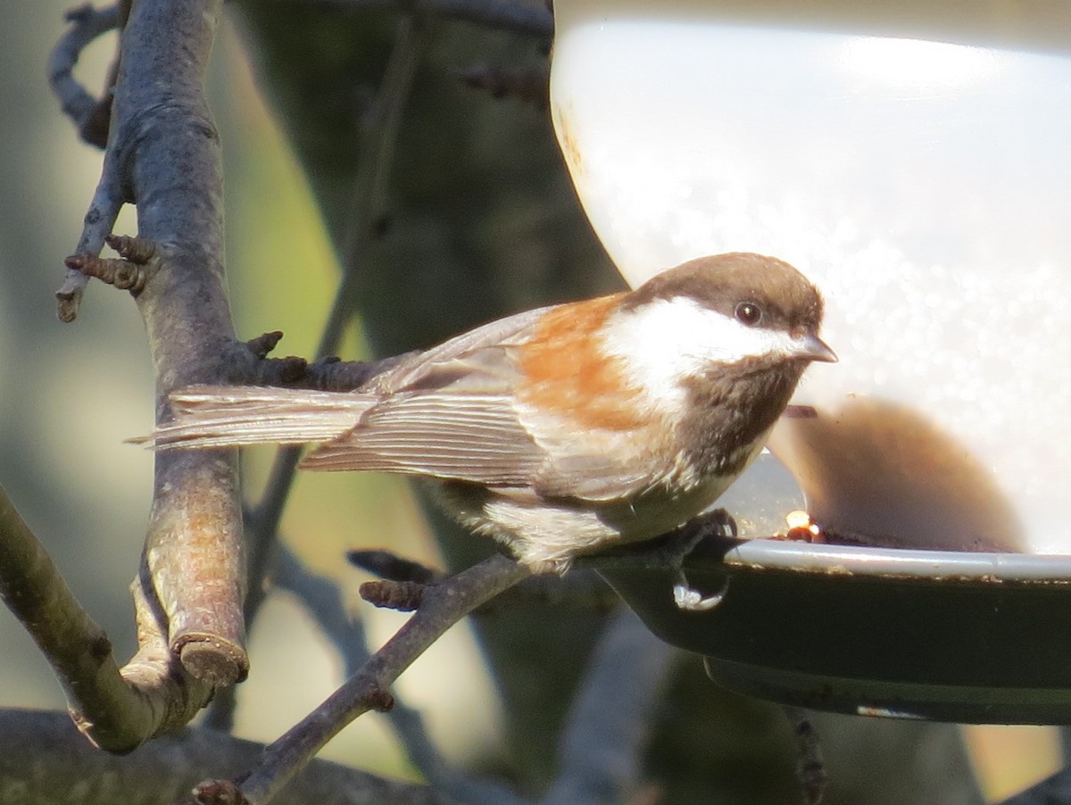 Chestnut-backed Chickadee - Gayle Dangers-Meusel