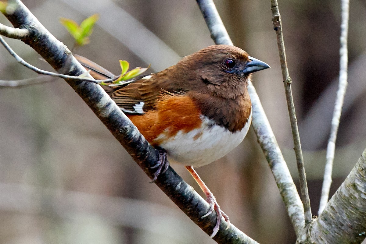 Eastern Towhee - Pixie & Gary Lanham