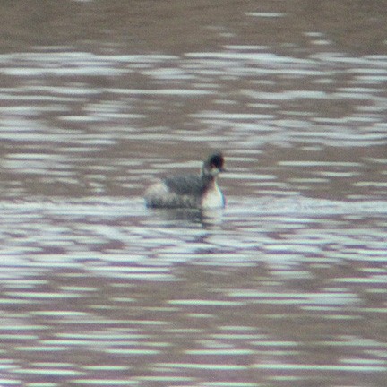 Eared Grebe - ML147957871