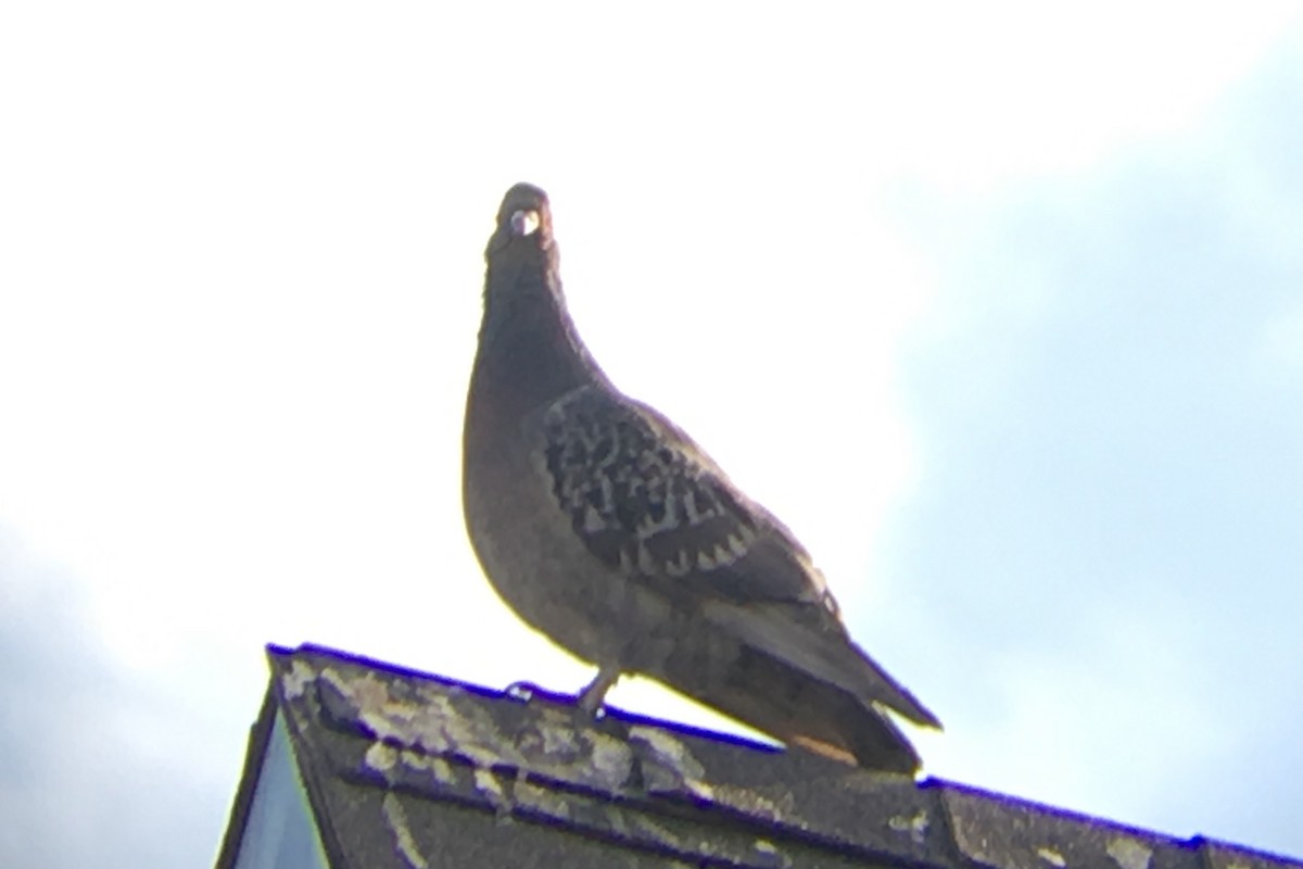 Rock Pigeon (Feral Pigeon) - Cameron Eckert