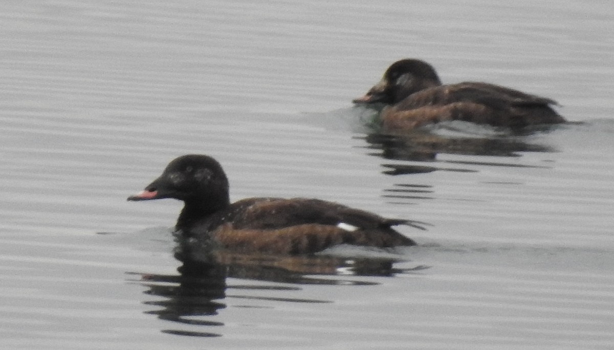 White-winged Scoter - shelley seidman