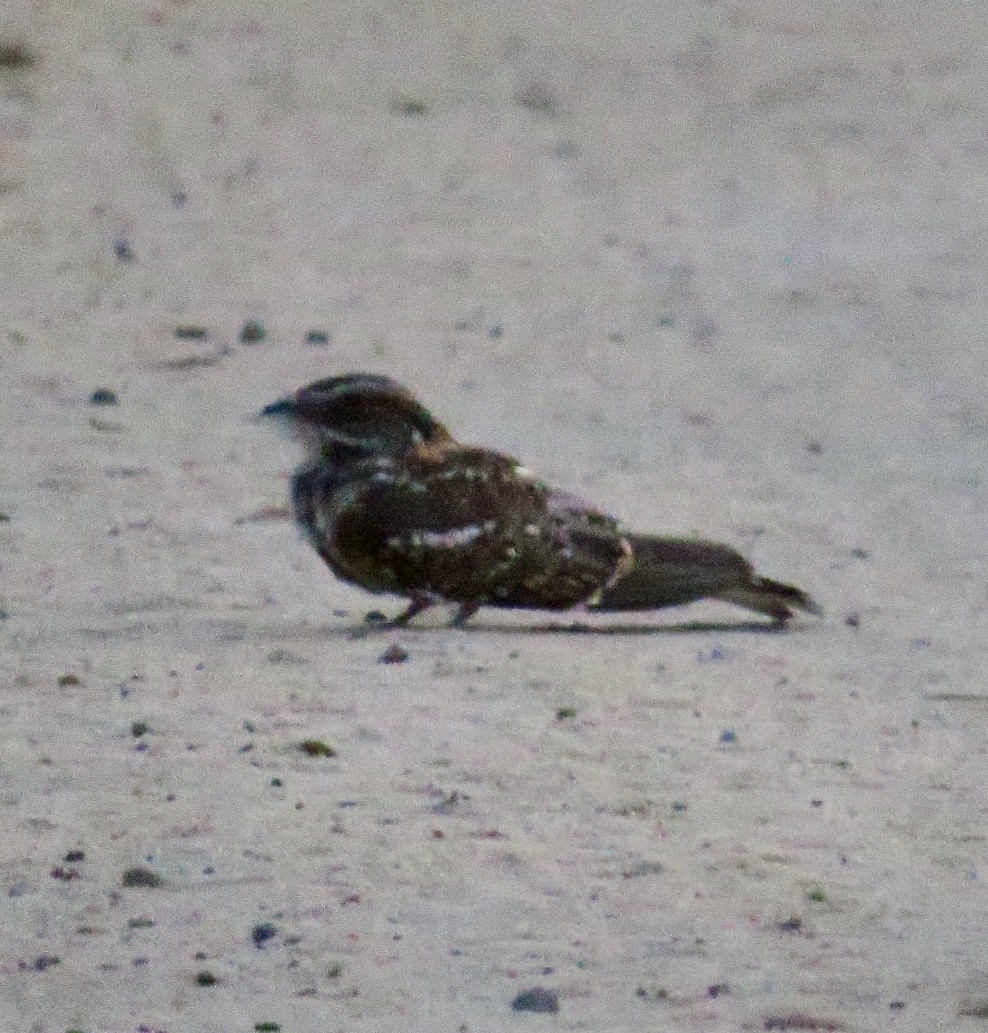 White-tailed Nightjar - ML147961301