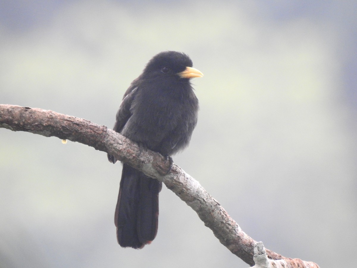 Yellow-billed Nunbird - ML147963511