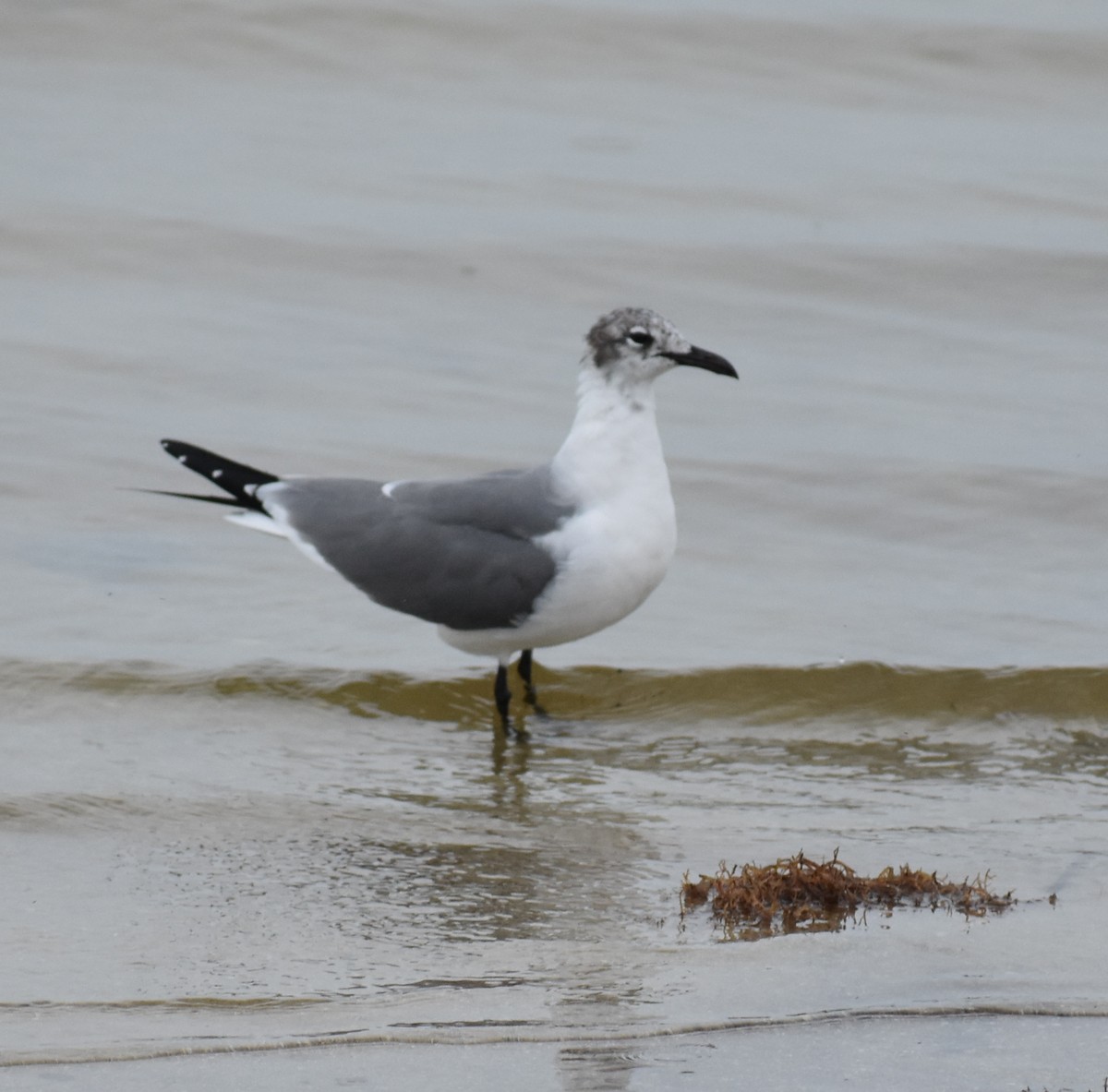 Laughing Gull - ML147964081