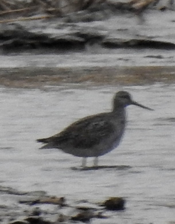 Greater Yellowlegs - ML147964221