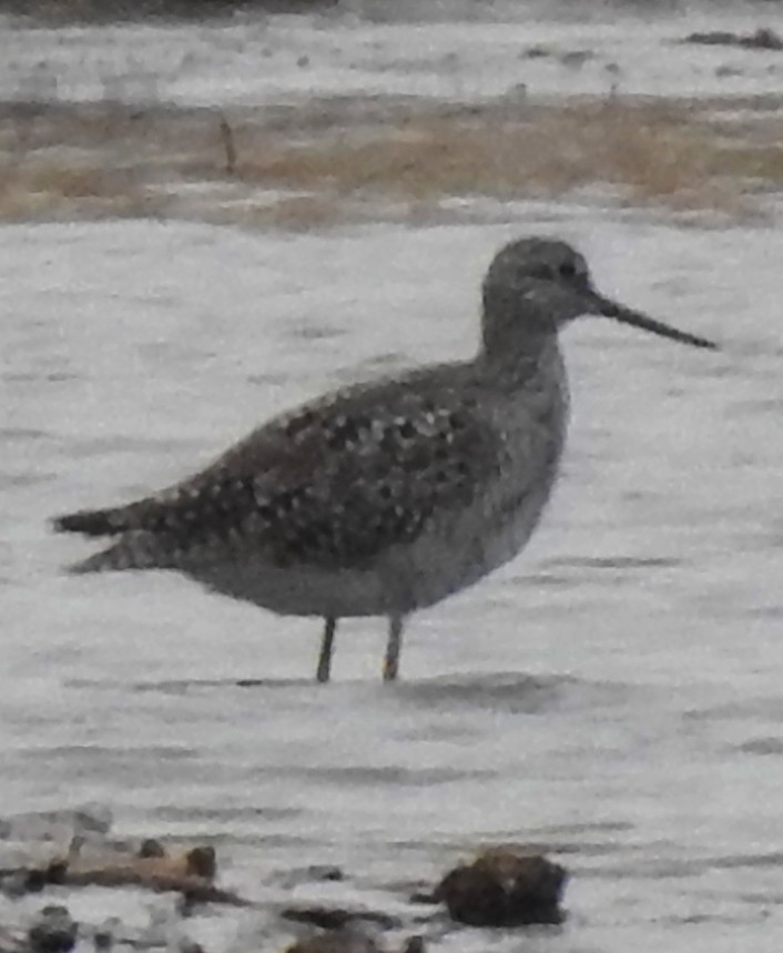 Greater Yellowlegs - ML147964231