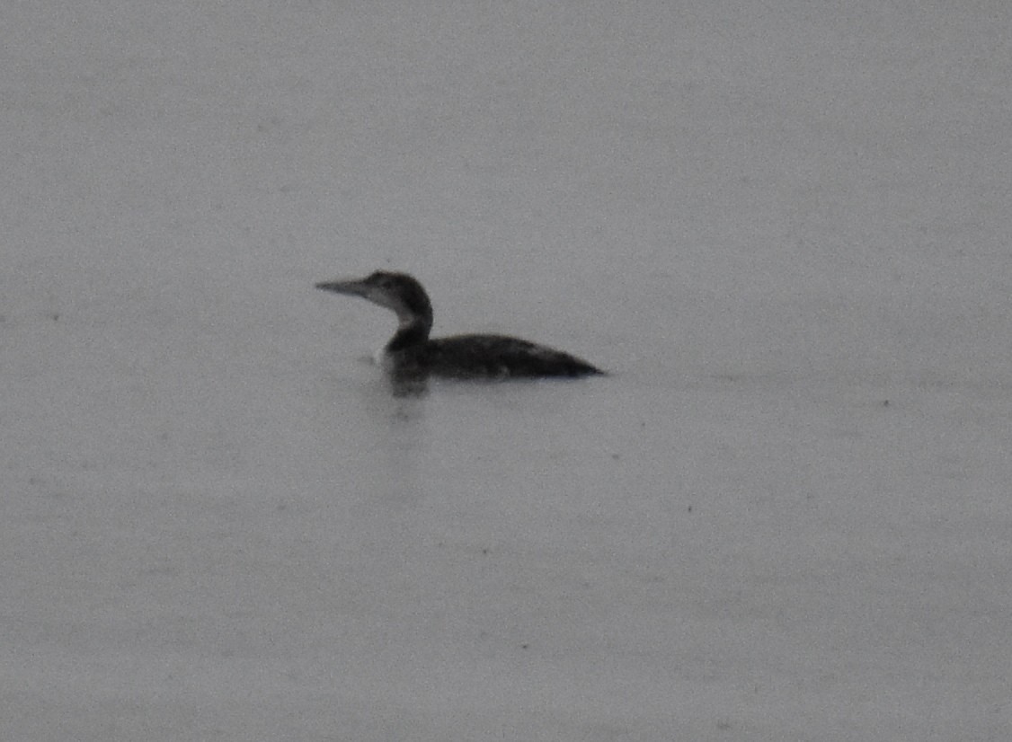 Common Loon - ML147964241