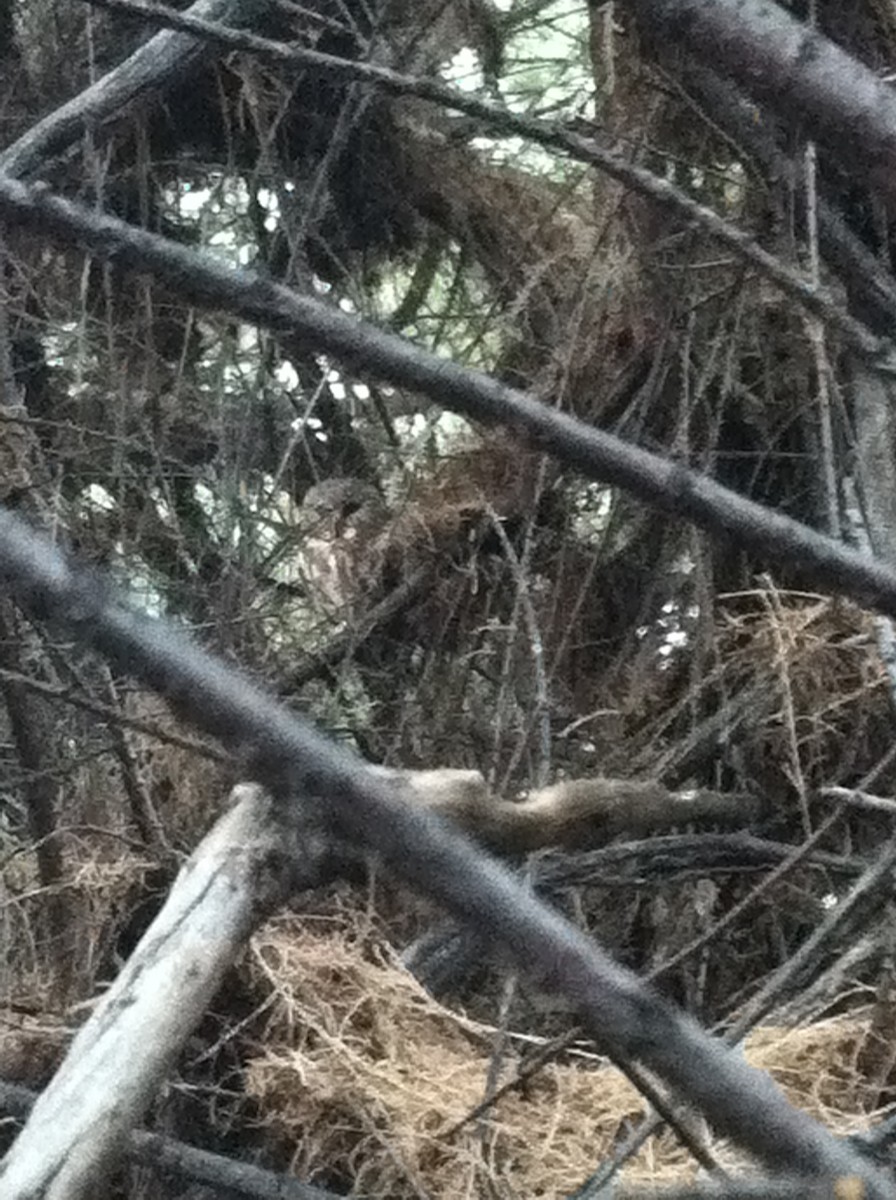 Northern Saw-whet Owl - Lauren Harter