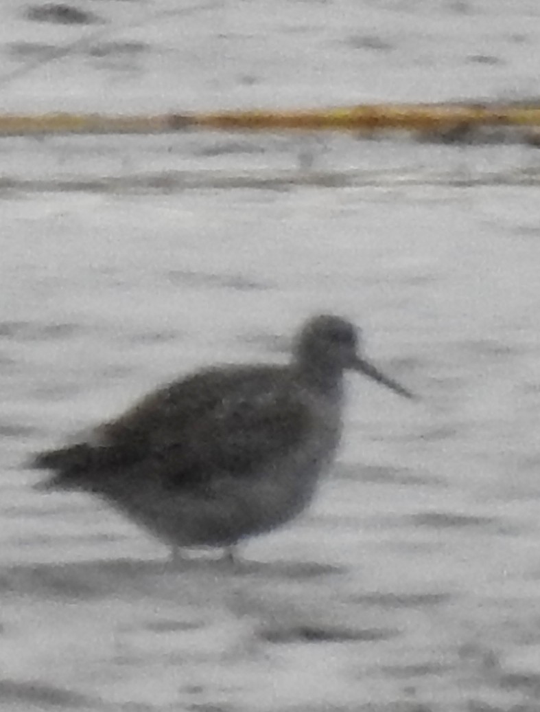 Greater Yellowlegs - ML147964361