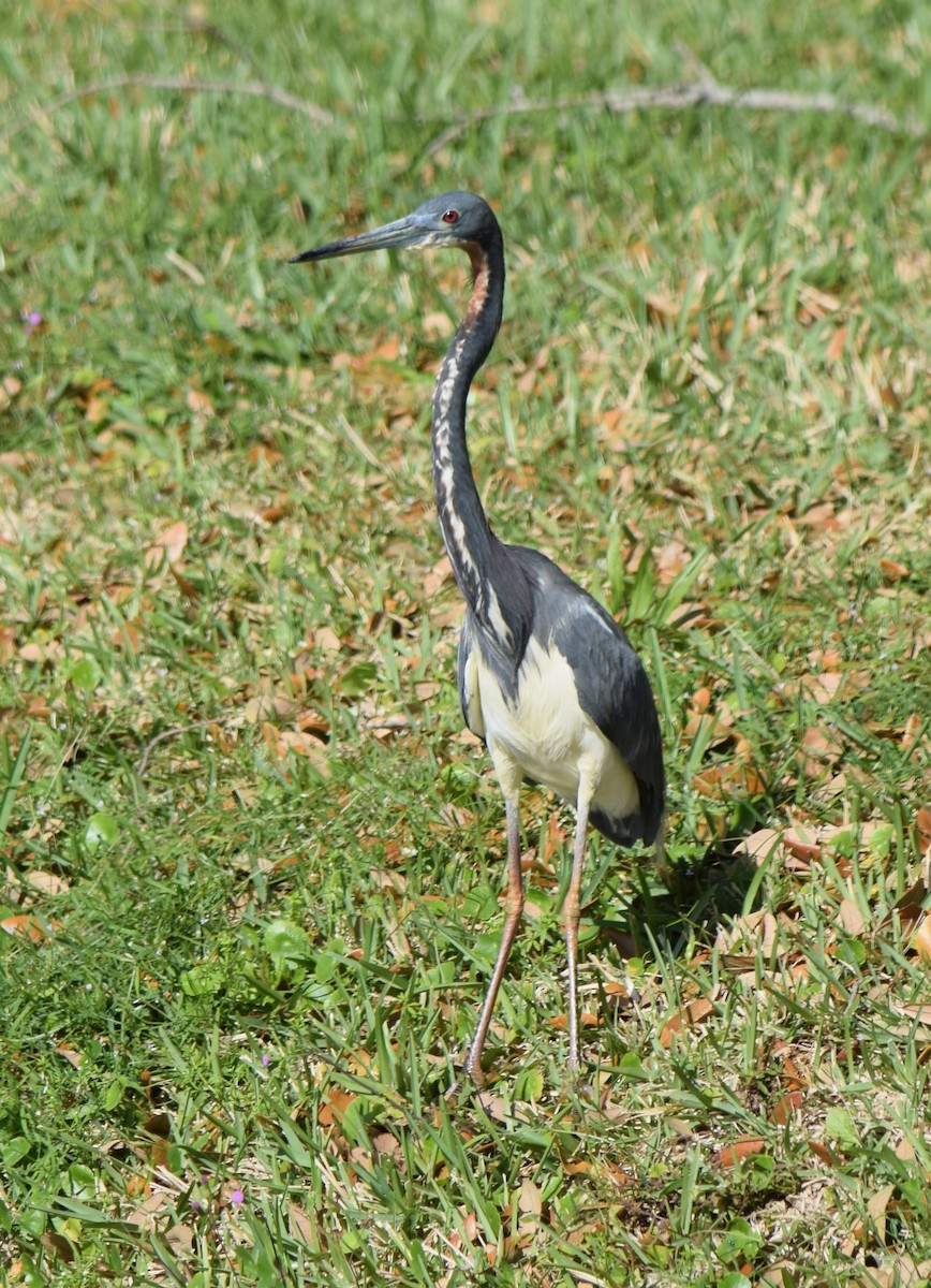 Tricolored Heron - ML147965741