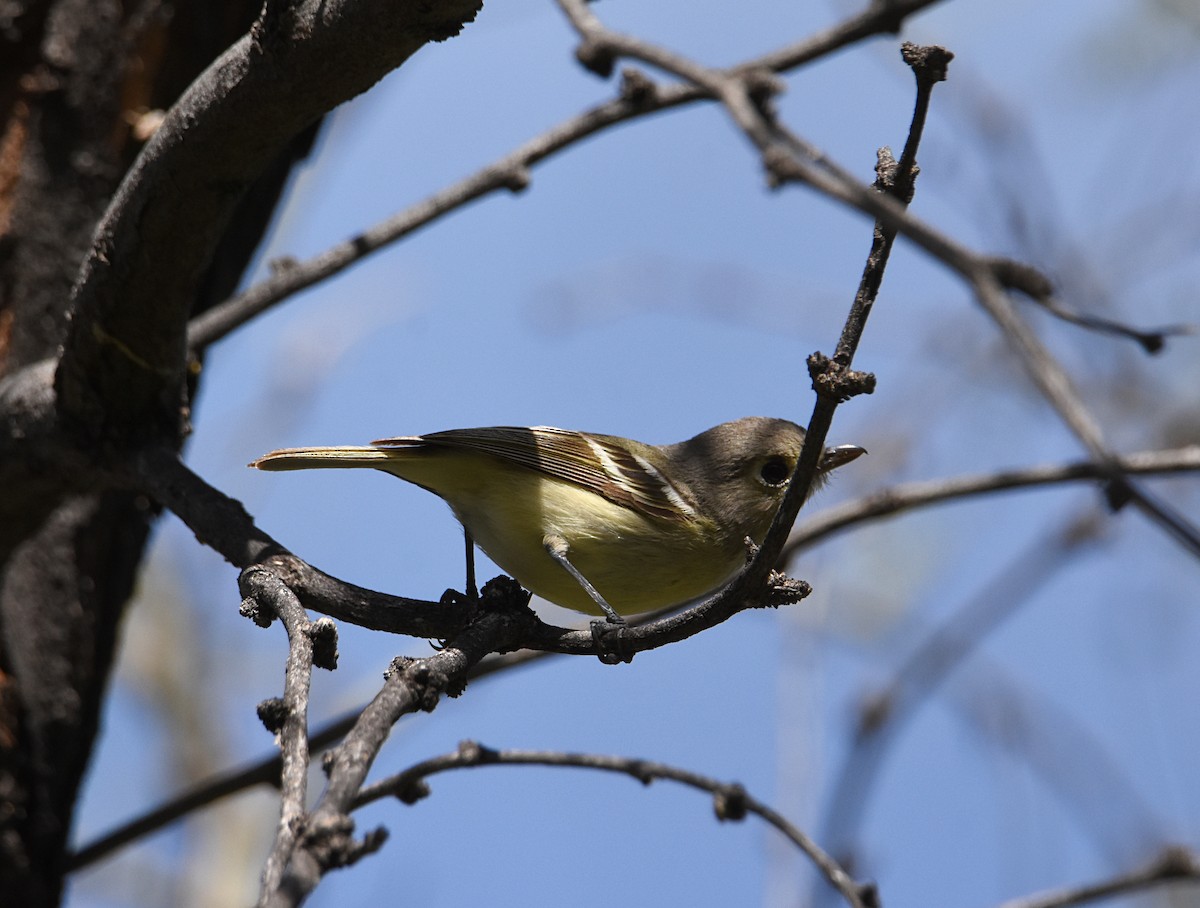 Hutton's Vireo - ML147968691