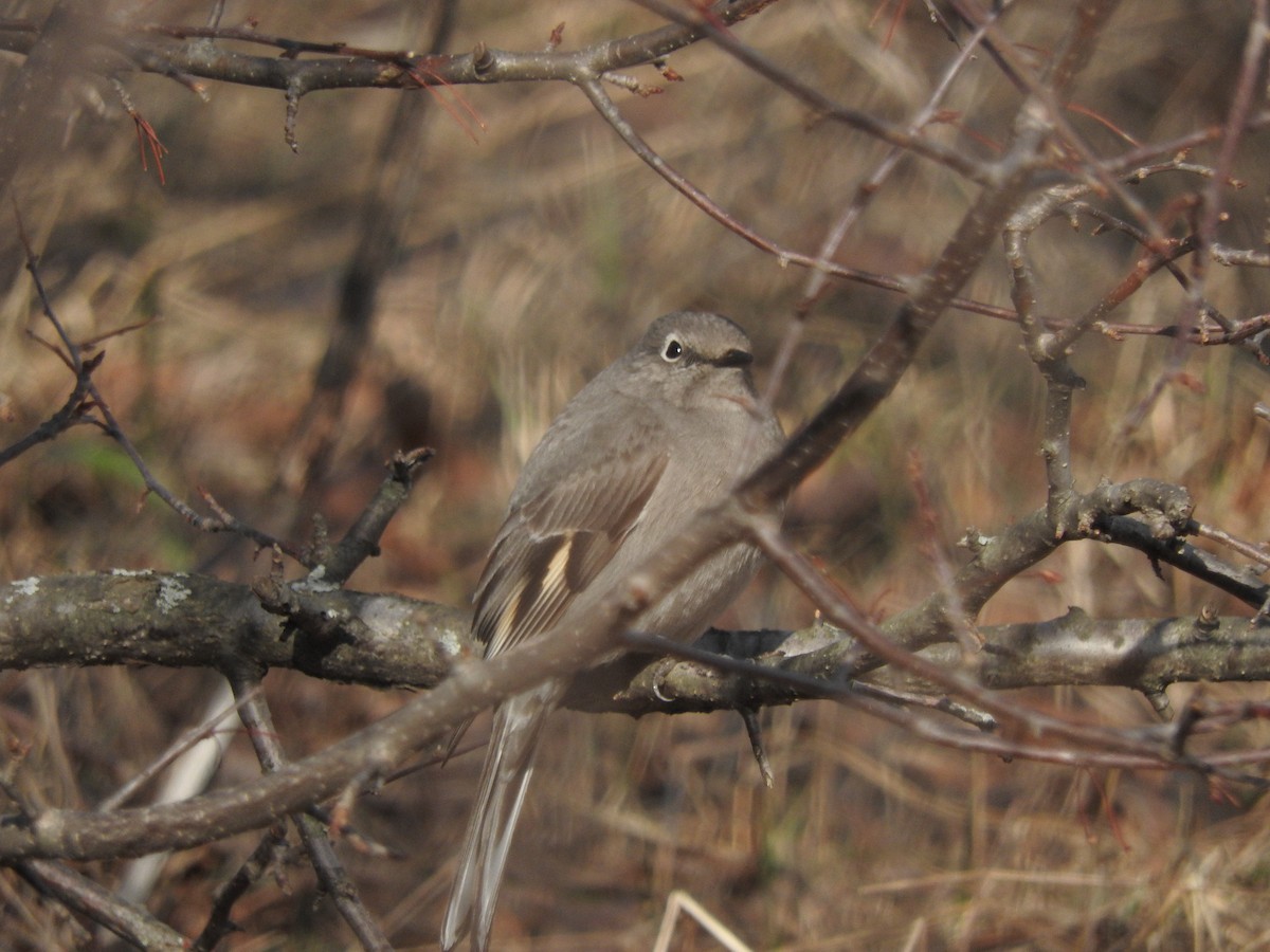 Townsend's Solitaire - ML147972871