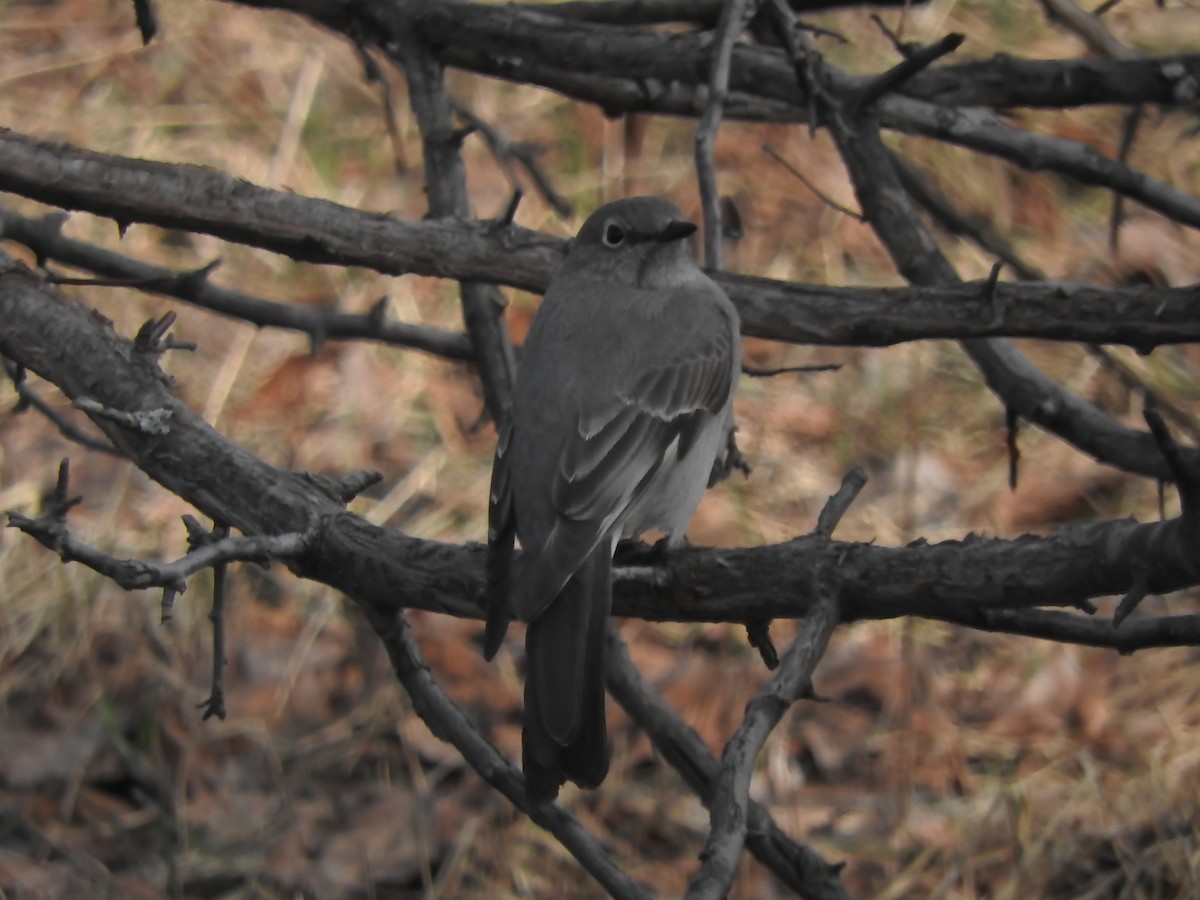 Townsend's Solitaire - ML147972881