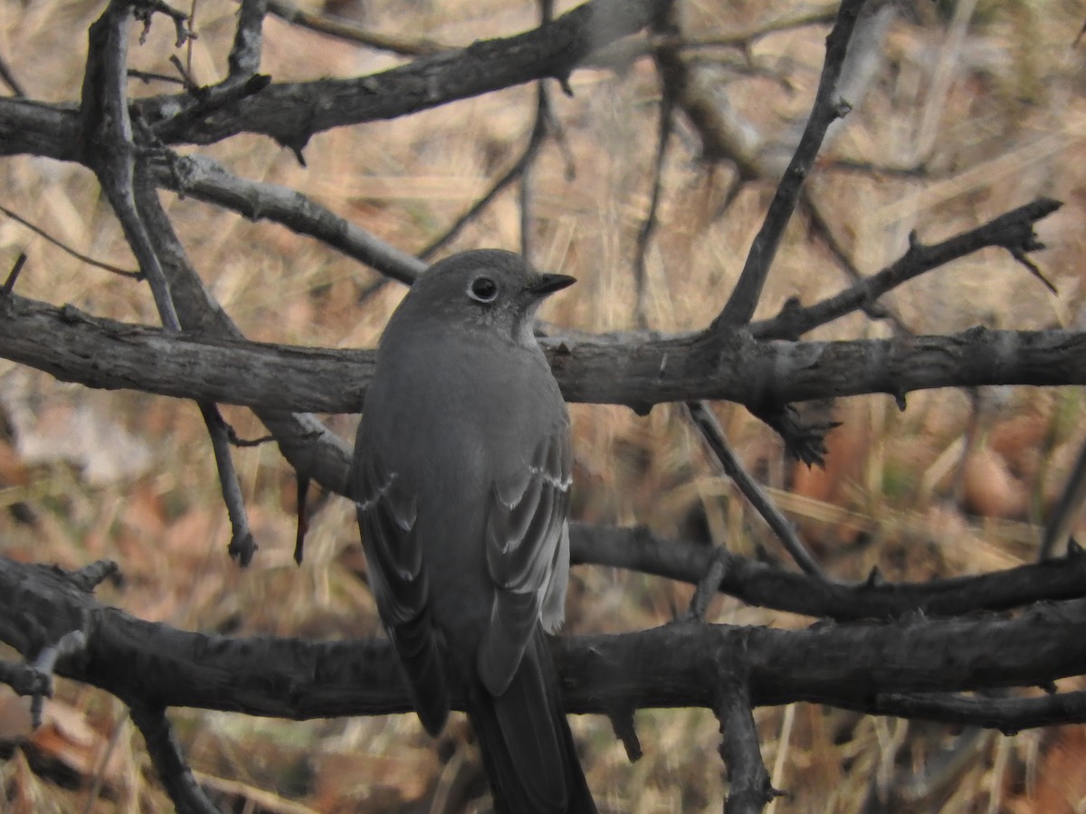 Townsend's Solitaire - ML147972961