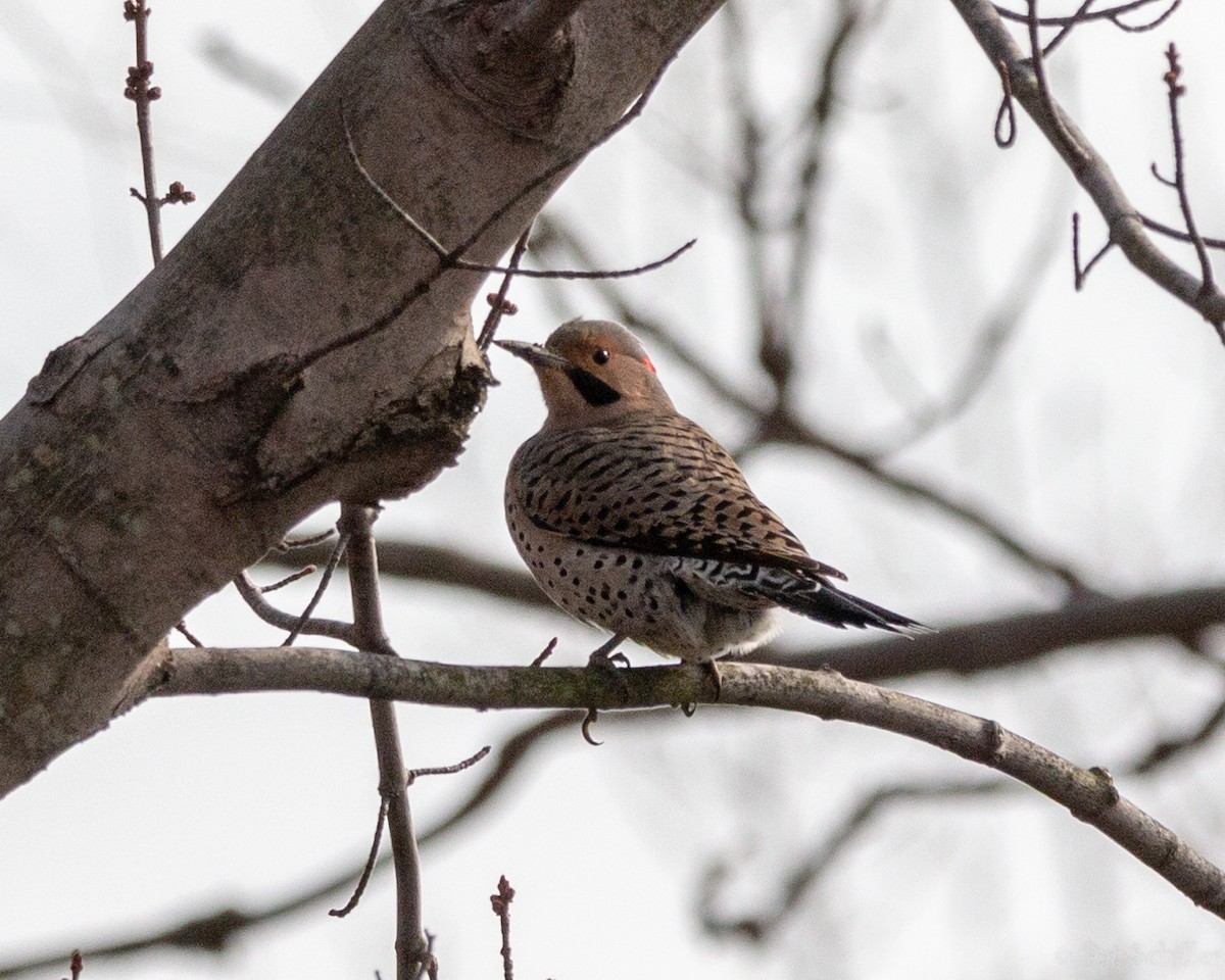 Northern Flicker - ML147974371