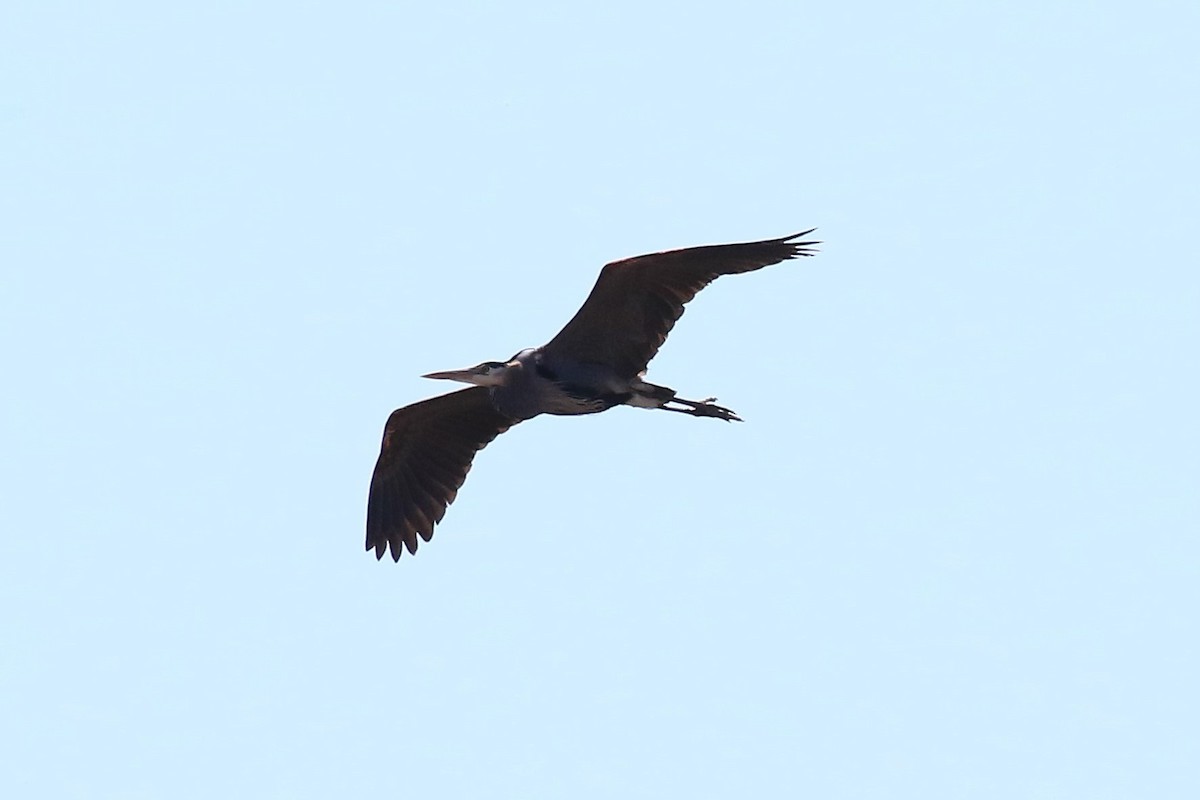 Great Blue Heron - ML147976011