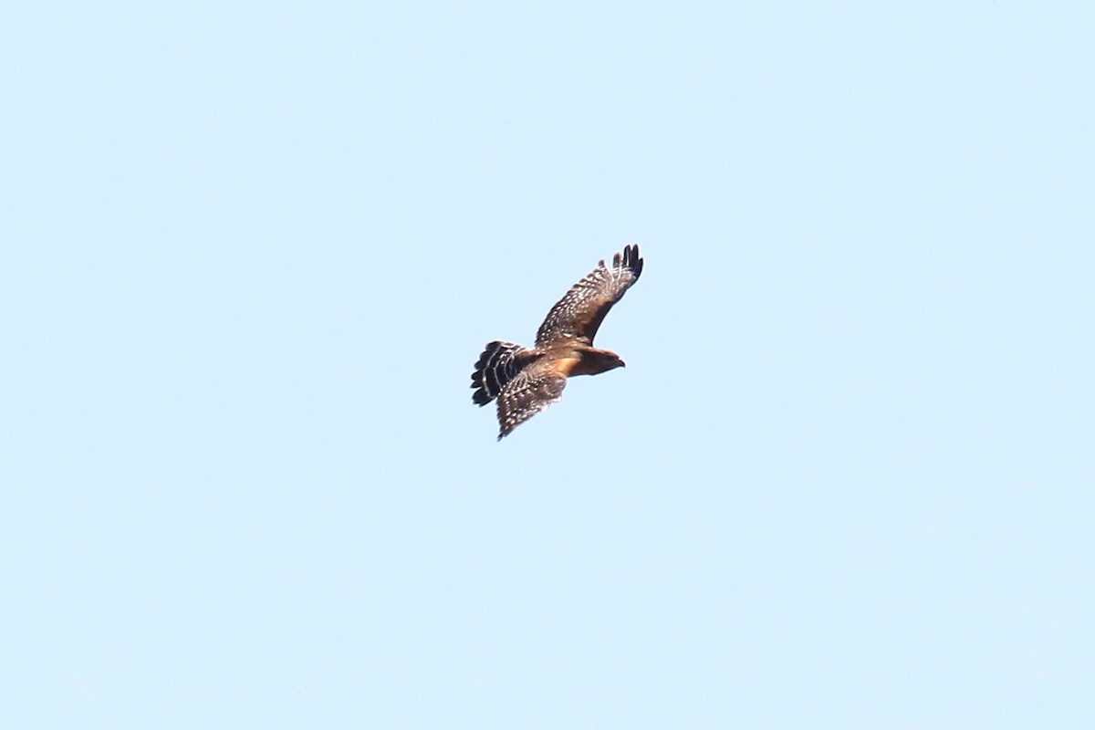 Red-shouldered Hawk - ML147976461