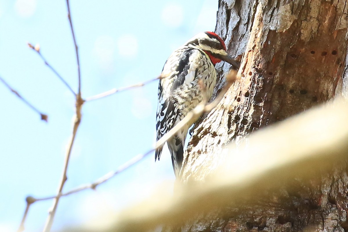 Yellow-bellied Sapsucker - ML147976651