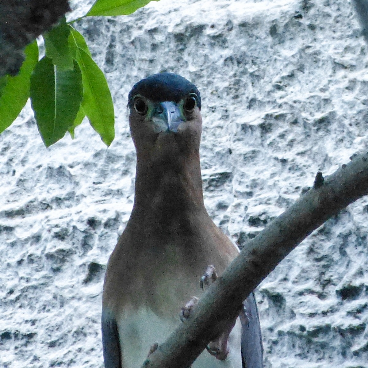 Nankeen Night Heron - ML147981071