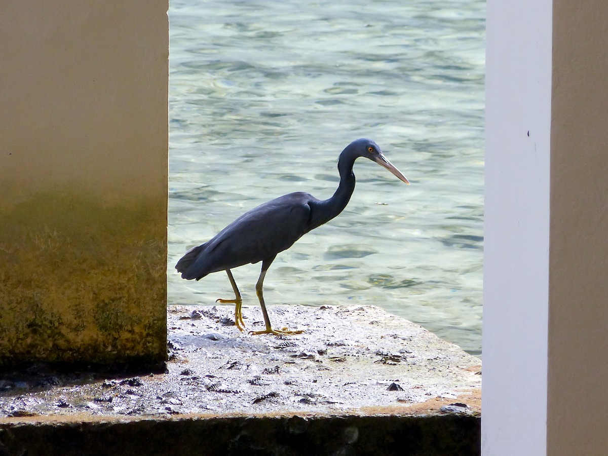 Pacific Reef-Heron - ML147981111