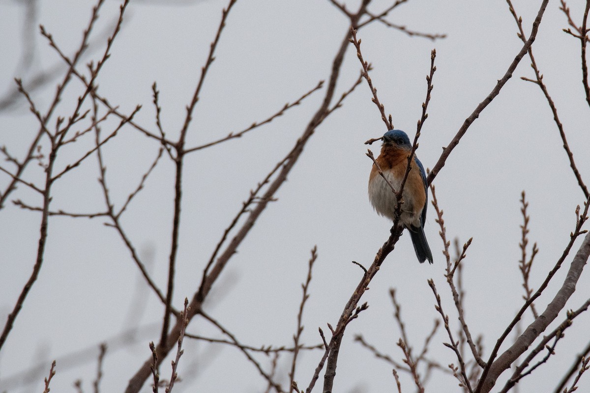 Eastern Bluebird - ML147987801