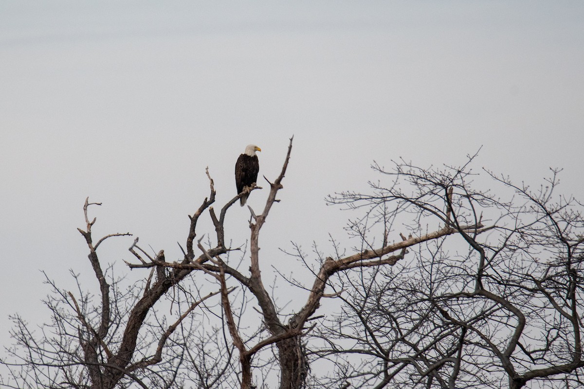 Weißkopf-Seeadler - ML147988411