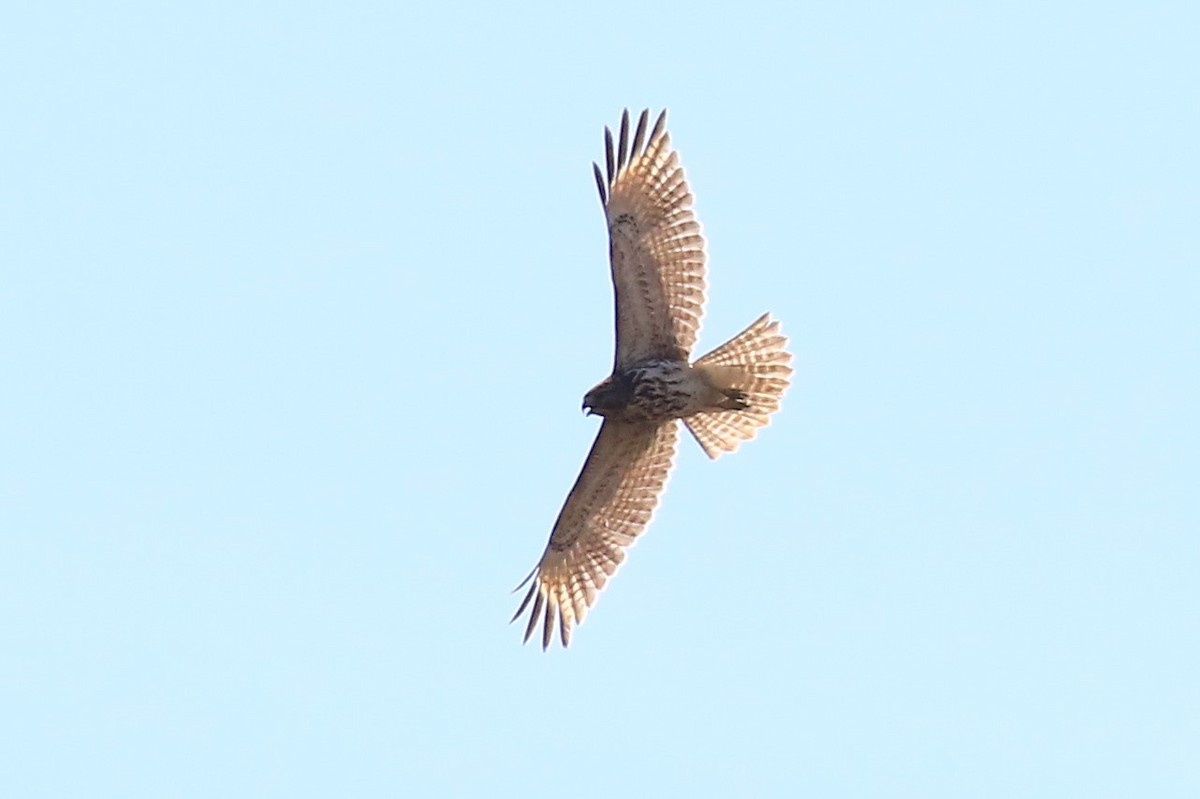 Red-shouldered Hawk - ML147988831