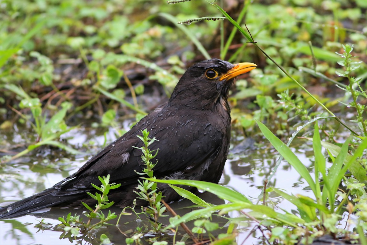 Chinese Blackbird - ML147989001