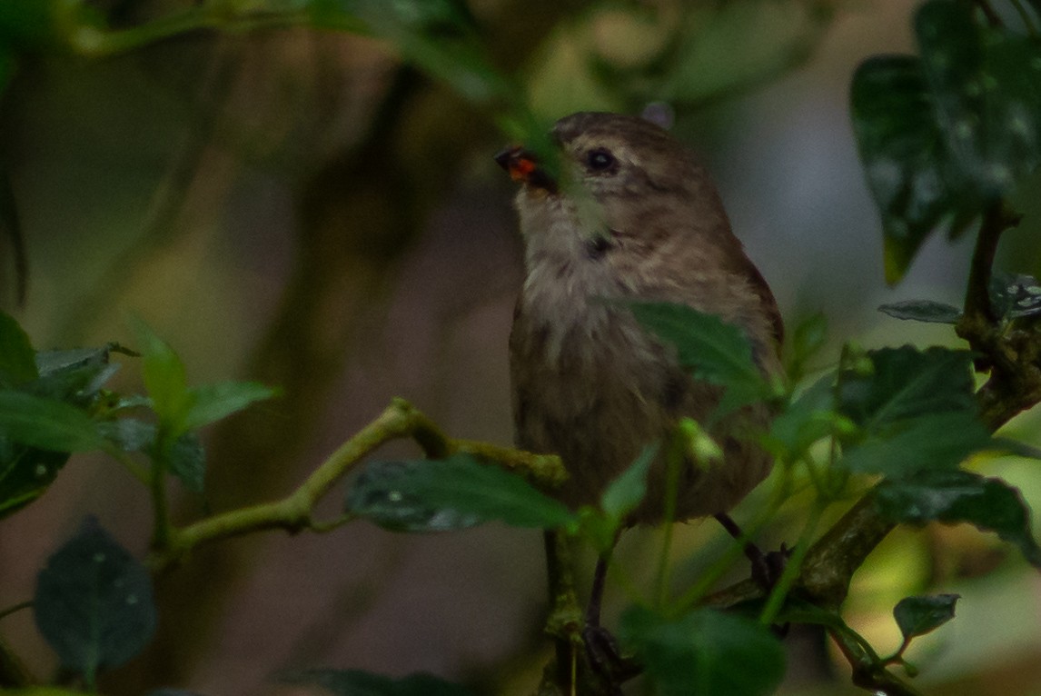 Green Warbler-Finch - ML147990271