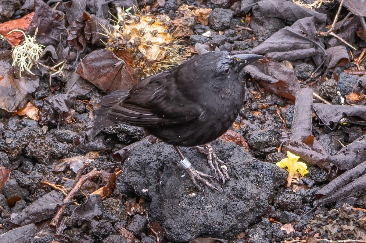 Common Cactus-Finch - ML147990771